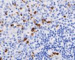 Myeloperoxidase Antibody in Immunohistochemistry (Paraffin) (IHC (P))