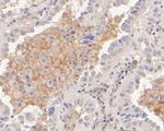 CD172a (SIRP alpha) Antibody in Immunohistochemistry (Paraffin) (IHC (P))