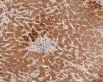 Glutamine Synthetase Antibody in Immunohistochemistry (Paraffin) (IHC (P))