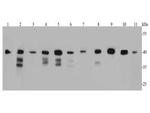 BMI-1 Antibody in Western Blot (WB)