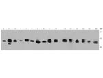 Ku70 Antibody in Western Blot (WB)