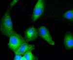 ERK1/ERK2 Antibody in Immunocytochemistry (ICC/IF)