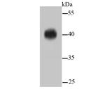 ERK1/ERK2 Antibody in Western Blot (WB)