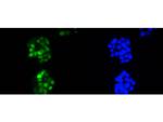 Cyclin D1 Antibody in Immunocytochemistry (ICC/IF)