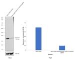 Cyclin D1 Antibody