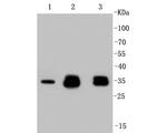 Cyclin D1 Antibody in Western Blot (WB)