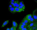 IkB alpha Antibody in Immunocytochemistry (ICC/IF)