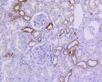 IkB alpha Antibody in Immunohistochemistry (Paraffin) (IHC (P))