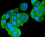 FOXO3A Antibody in Immunocytochemistry (ICC/IF)