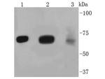 FOXO3A Antibody in Western Blot (WB)