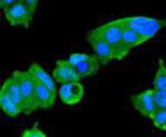 JAK2 Antibody in Immunocytochemistry (ICC/IF)