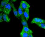 Phospho-GSK3 alpha/beta (Tyr216, Tyr279) Antibody in Immunocytochemistry (ICC/IF)