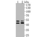 Phospho-GSK3 alpha/beta (Tyr216, Tyr279) Antibody in Western Blot (WB)