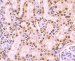 H4K20me3 Antibody in Immunohistochemistry (Paraffin) (IHC (P))