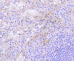 CD117 (c-Kit) Antibody in Immunohistochemistry (Paraffin) (IHC (P))