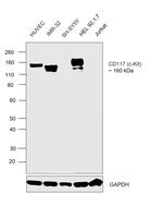 CD117 (c-Kit) Antibody in Western Blot (WB)