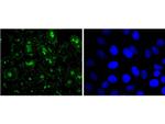 H3R2me1 Antibody in Immunocytochemistry (ICC/IF)