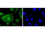 H3R2me1 Antibody in Immunocytochemistry (ICC/IF)