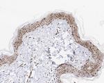 H3R2me1 Antibody in Immunohistochemistry (Paraffin) (IHC (P))