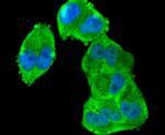 Phospho-RSK1 (Ser380) Antibody in Immunocytochemistry (ICC/IF)