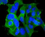 Phospho-RSK1 (Ser380) Antibody in Immunocytochemistry (ICC/IF)