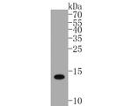 S100B Antibody in Western Blot (WB)