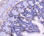 H2BK20ac Antibody in Immunohistochemistry (Paraffin) (IHC (P))