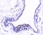 H2BK20ac Antibody in Immunohistochemistry (Paraffin) (IHC (P))