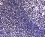 H2BK20ac Antibody in Immunohistochemistry (Paraffin) (IHC (P))