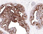 PSA Antibody in Immunohistochemistry (Paraffin) (IHC (P))