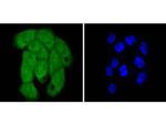 Histone H2B Antibody in Immunocytochemistry (ICC/IF)