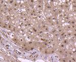 Histone H2B Antibody in Immunohistochemistry (Paraffin) (IHC (P))