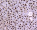 Histone H2B Antibody in Immunohistochemistry (Paraffin) (IHC (P))