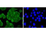 IRS1 Antibody in Immunocytochemistry (ICC/IF)