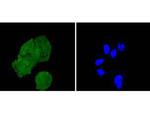 IRS1 Antibody in Immunocytochemistry (ICC/IF)