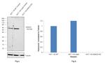 HDAC2 Antibody in Western Blot (WB)