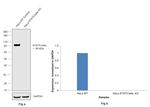 STAT5 beta Antibody