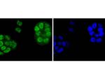 Argonaute 3 Antibody in Immunocytochemistry (ICC/IF)