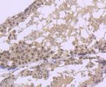 Argonaute 3 Antibody in Immunohistochemistry (Paraffin) (IHC (P))