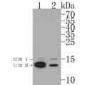 LC3B Antibody in Western Blot (WB)