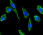 CXCL12 Antibody in Immunocytochemistry (ICC/IF)