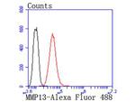 MMP13 Antibody in Flow Cytometry (Flow)