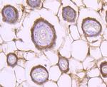 STAT2 Antibody in Immunohistochemistry (Paraffin) (IHC (P))