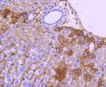 ApoA1 Antibody in Immunohistochemistry (Paraffin) (IHC (P))