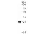 ApoA1 Antibody in Western Blot (WB)