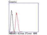 NMDAR1 Antibody in Flow Cytometry (Flow)