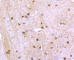 NMDAR1 Antibody in Immunohistochemistry (Paraffin) (IHC (P))