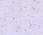 NMDAR1 Antibody in Immunohistochemistry (Paraffin) (IHC (P))