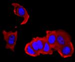 IL-4 Antibody in Immunocytochemistry (ICC/IF)