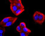 IL-4 Antibody in Immunocytochemistry (ICC/IF)